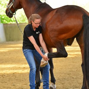 Pferdephysiotherapie und Pferdeosteopathie in Soest und Umgebung