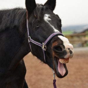 Physiotherapie für alte Pferde